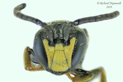 Masked Bee - Hylaeus sp3 3 m19