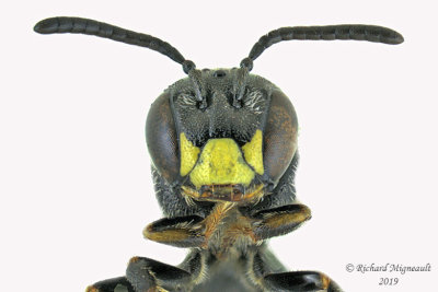 Masked Bee - Hylaeus sp4 2 m19 