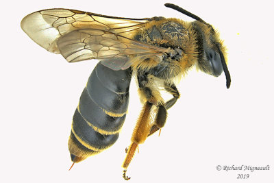 Mining Bee - Andrena sp10 1 m19 