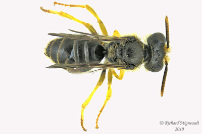 Mining Bee - Calliopsis andreniformis 1 m19 