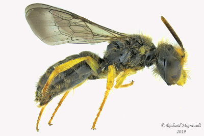 Mining Bee - Calliopsis andreniformis 2 m19