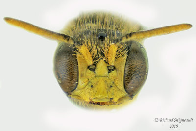 Mining Bee - Calliopsis andreniformis 4 m19 
