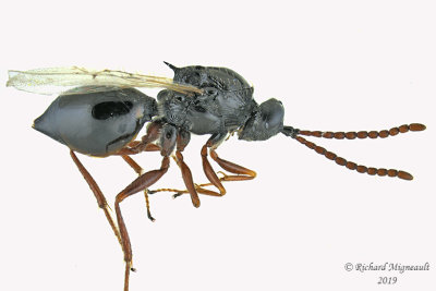 Cynipoidea - Figitinae sp2 1 m19 