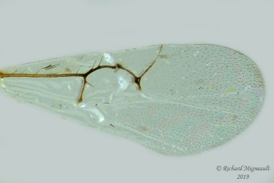 Cynipoidea - Figitinae sp2 2 m19