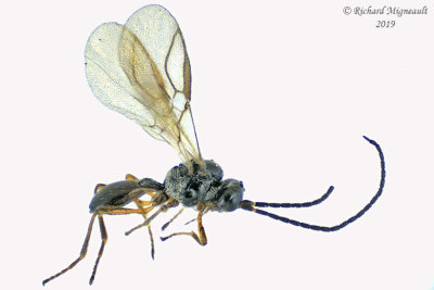 Braconid Wasp - Chorebus sp2 1 m19 