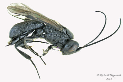 Braconid Wasp - Chelonus sp6 1 m19 