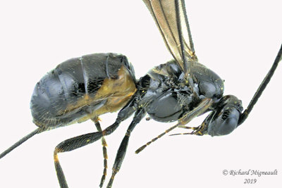 Braconid Wasp - Exothecinae-or-hormiinae sp8 1 m19 