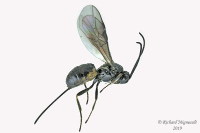 Braconid Wasp - Exothecinae-or-hormiinae sp8 3 m19 