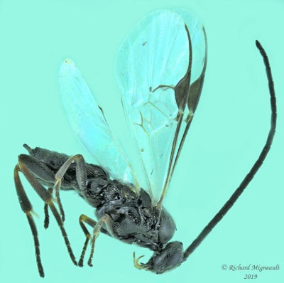 Braconid Wasp - Subfamily Microgastrinae sp9 1 m19 