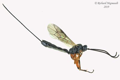 Ichneumon Wasp - Glypta 1 m19 