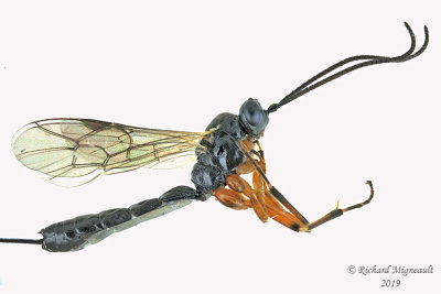 Ichneumon Wasp - Glypta 2 m19 