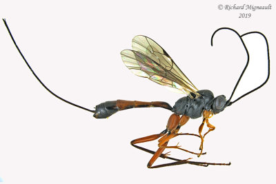 Ichneumon Wasp - Tribe Atrophini sp3 1 m19 