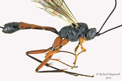 Ichneumon Wasp - Tribe Atrophini sp3 2 m19 