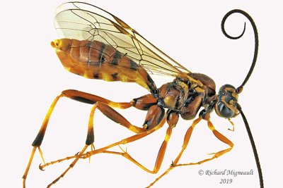 Ichneumon Wasp - Tribe Banchini - Banchus inermis 1 m19 