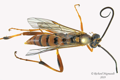 Ichneumon Wasp - Tribe Banchini - Banchus inermis 2 m19 
