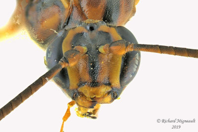 Ichneumon Wasp - Tribe Banchini - Banchus inermis 3 m19 