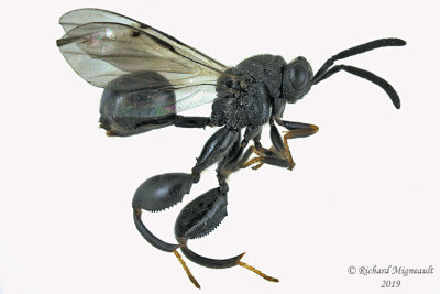 Chalcidid Wasp - Chalcis sp m19 4,9 mm 1