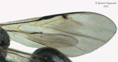 Chalcidid Wasp - Chalcis sp m19 4,9 mm 2 