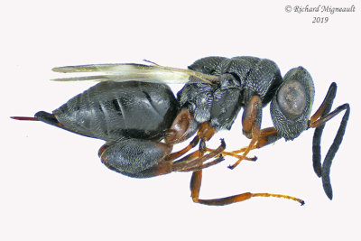 Chalcididae - Subfamily Haltichellinae - Hockeria  sp1 1 m19 