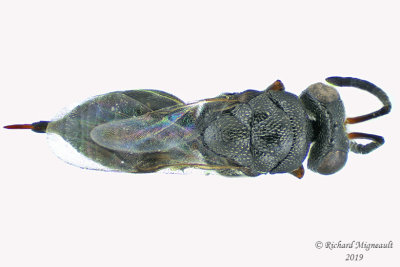 Chalcididae - Subfamily Haltichellinae - Hockeria  sp1 2 m19 