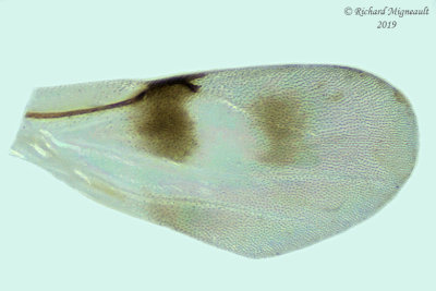 Chalcididae - Subfamily Haltichellinae - Hockeria  sp1 3 m19 