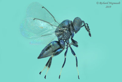 Eulophidae - Subfamily Entedoninae sp3 1 m19 