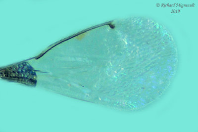 Eulophidae - Subfamily Entedoninae sp3 2 m19 
