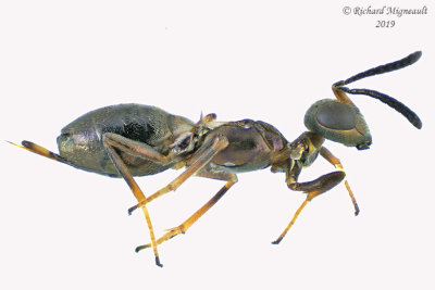 Eupelmidae - Subf Eupelminae - Eupelmus sp2 2 m19 