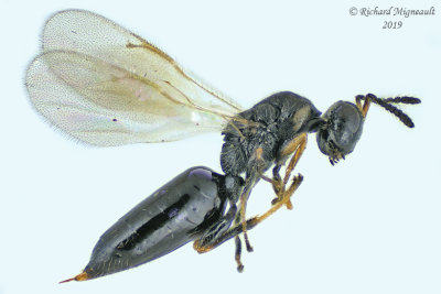 Eurytomidae - Eurytominae - Tetramesa sp4 m19 