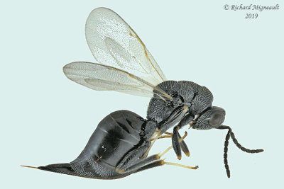 Eurytomidae - Subf Eurytominae sp9 m19
