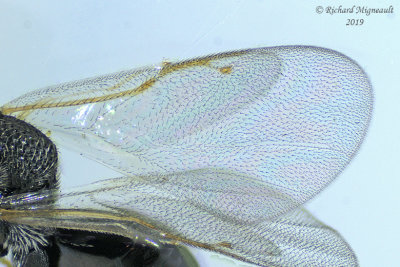 Eurytomidae - Subf Eurytominae sp9 m19 
