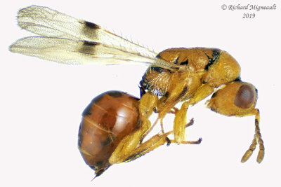 Eurytomidae - Sycophila sp2 1 19