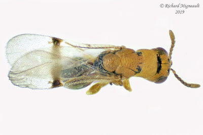 Eurytomidae - Sycophila sp2 2 m19