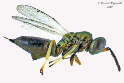 Pteromalid wasp sp9 1 m19