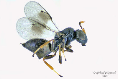 Pteromalid wasp - Homoporus sp  m19 