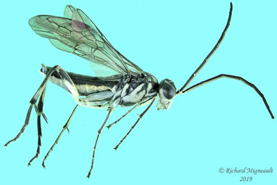 Common sawfly - Pachyprotasis rapae1  m19 