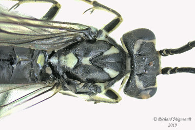 Common sawfly - Pachyprotasis rapae 2 m19 