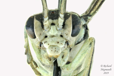 Common sawfly - Pachyprotasis rapae 3 m19 