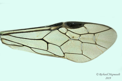 Common sawfly - Pachyprotasis rapae 4 m19