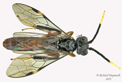 Common Sawfly - Tribe Allantini - Macremphytus testaceus 1 m19 
