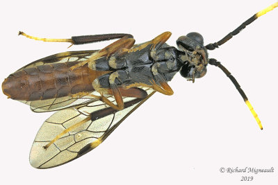 Common Sawfly - Tribe Allantini - Macremphytus testaceus 2m19