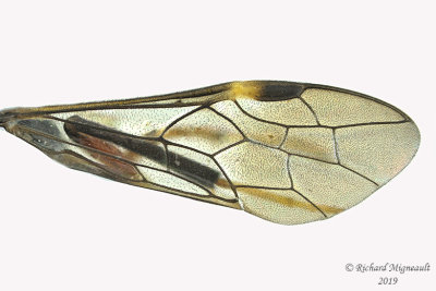 Common Sawfly - Tribe Allantini - Macremphytus testaceus 3 m19 