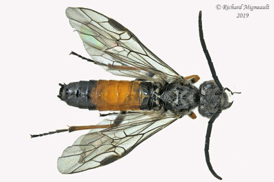 Common sawfly sp12 m19 