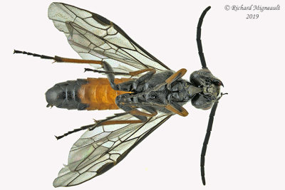 Common sawfly sp12 m19