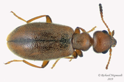 Antlike Flower Beetle - Sapintus fulvipes m19 
