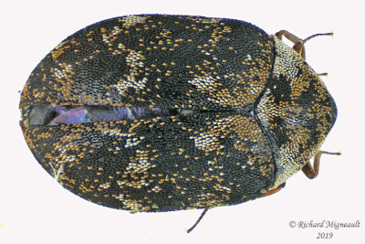 Carpet Beetle - Anthrenus fuscus m19