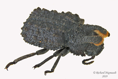 Darkling beetle - Bolitotherus cornutus m19 