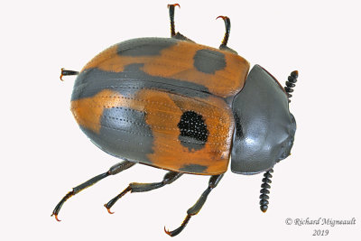 Darkling Beetle - Diaperis maculata m19