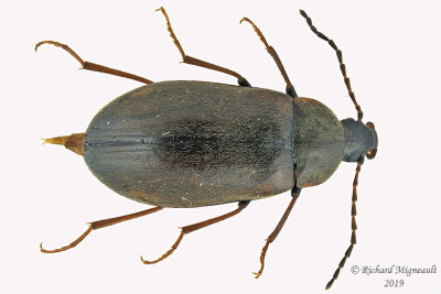 Darkling Beetle - Isomira quadristriata 1m19 