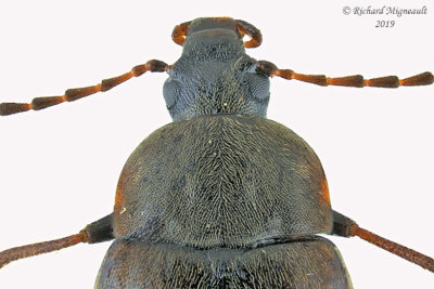 Darkling Beetle - Isomira quadristriata 2m19 